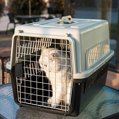Xlarge dog cat - xlarge,